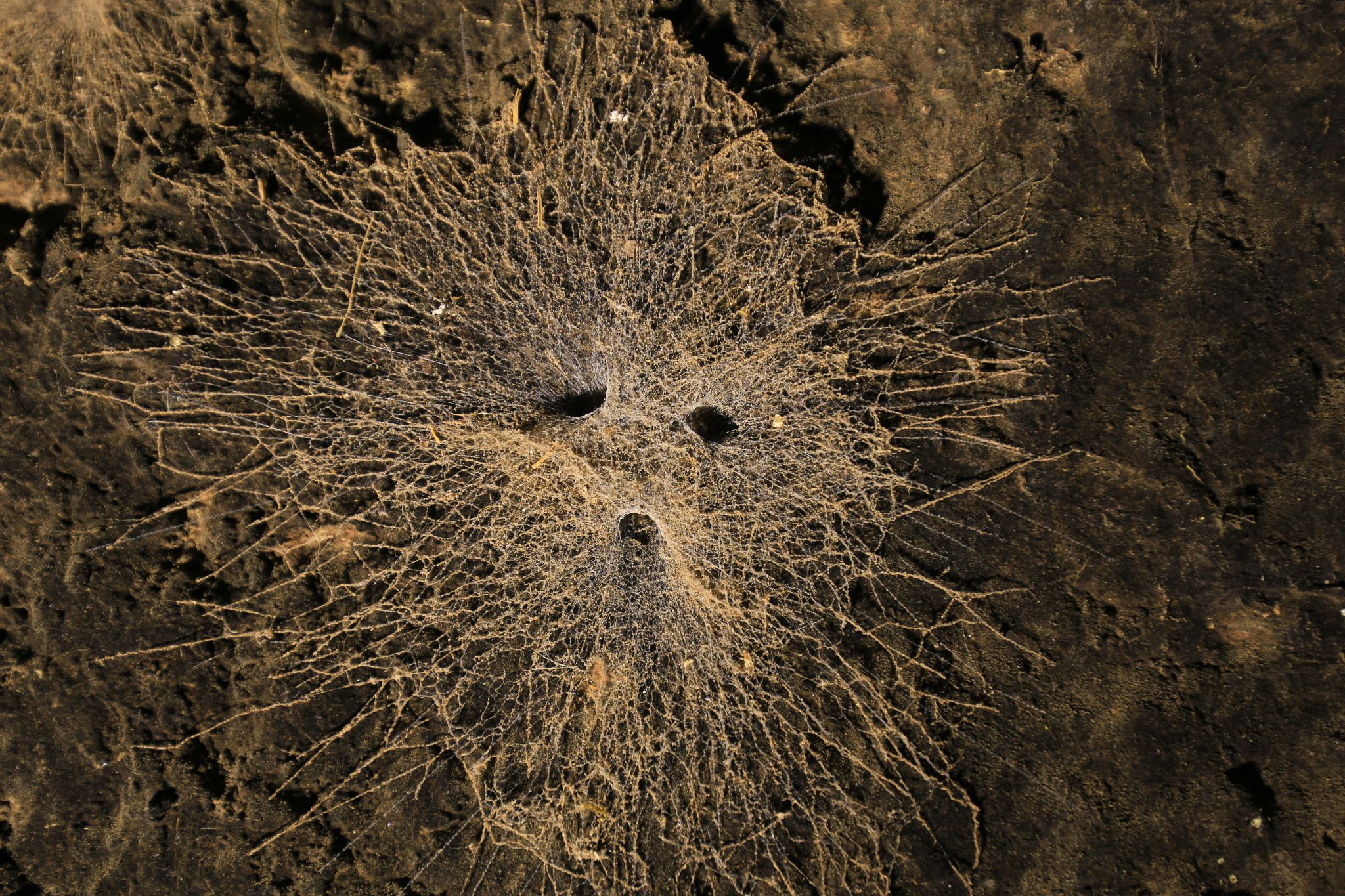 Spinnengesicht